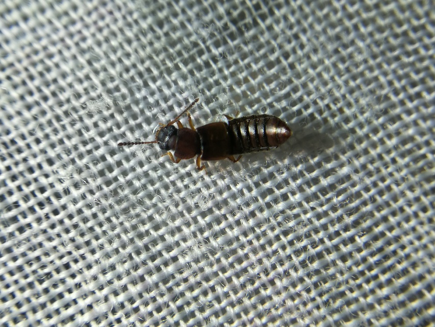 Anotylus rugosus - rovátkáshátú korhóholyva Anotylus rugosus - rovátkáshátú korhóholyva