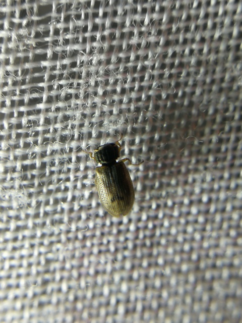 Helophorus
