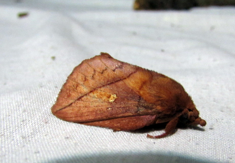 Euthrix potatoria - szomjas pohók