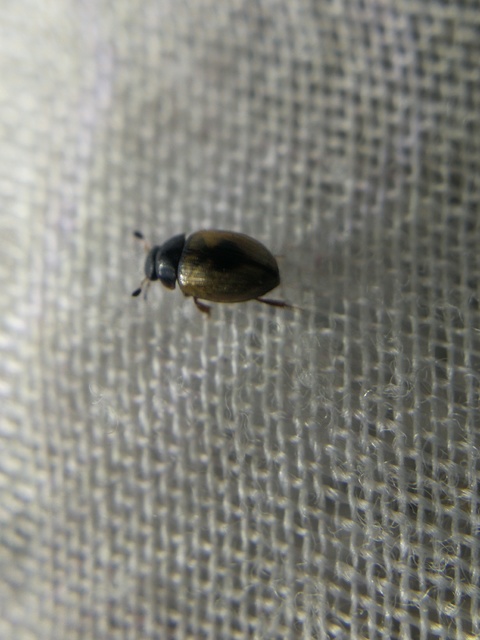 Cercyon unipunctatus - egypontos iszapcsiborka Cercyon unipunctatus - egypontos iszapcsiborka