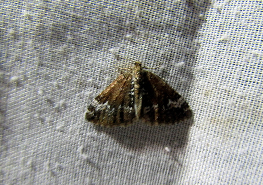 Perizoma alchemillata - árvacsalán-araszoló