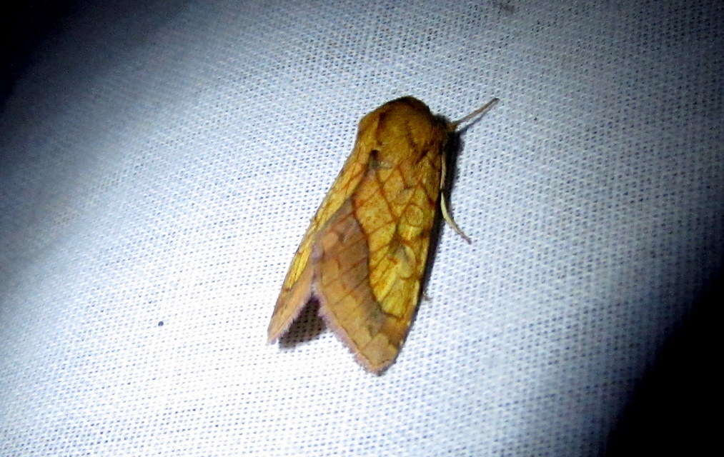 Pyrrhia umbra - iglicebagoly
