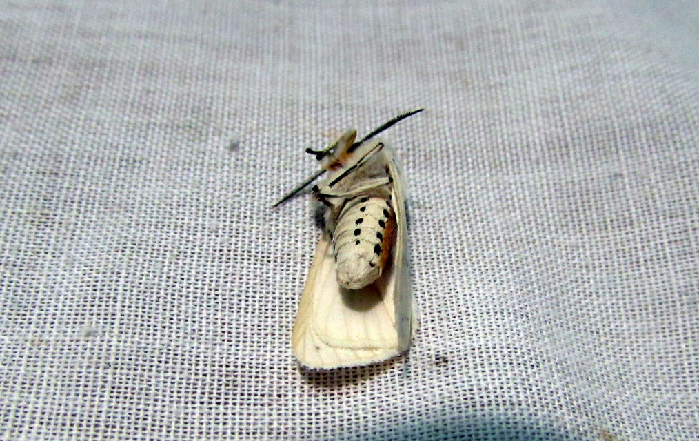 Spilosoma lubricipedum - tejszínű medvelepke