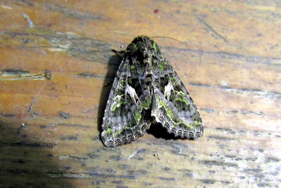 Trachea atriplicis - nyári zöldbagoly