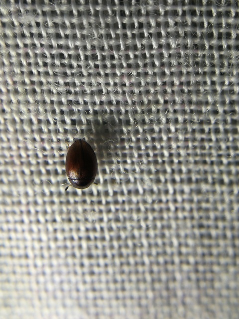 Cercyon Cercyon