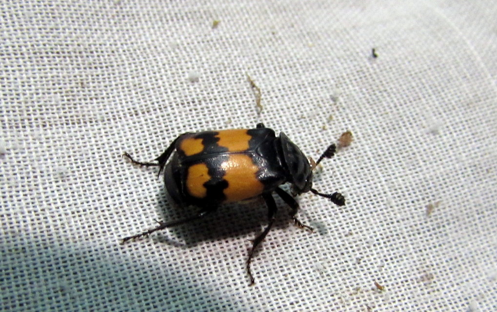 Nicrophorus vespilloides - feketecsápú temetőbogár