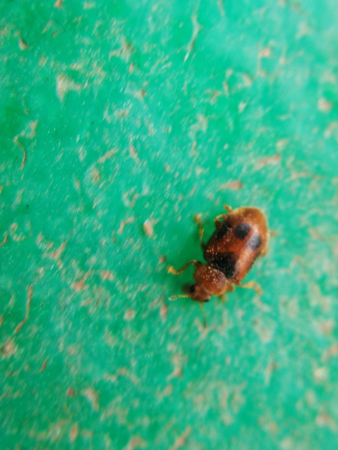 Coccidula scutellata - mocsári félböde