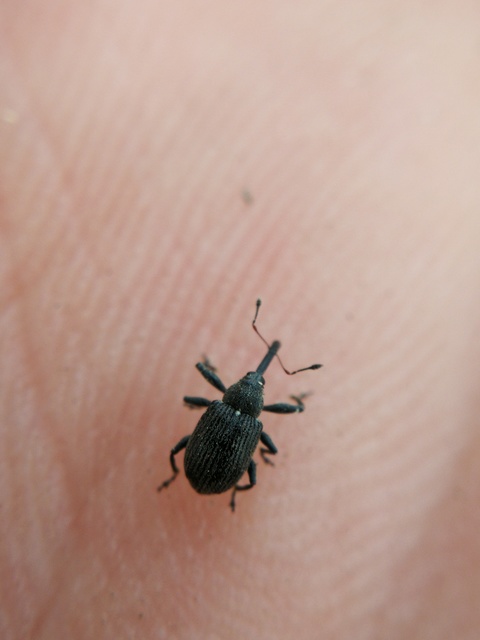 Anthonomus rubi - szamóca-bimbólikasztó Anthonomus rubi - szamóca-bimbólikasztó