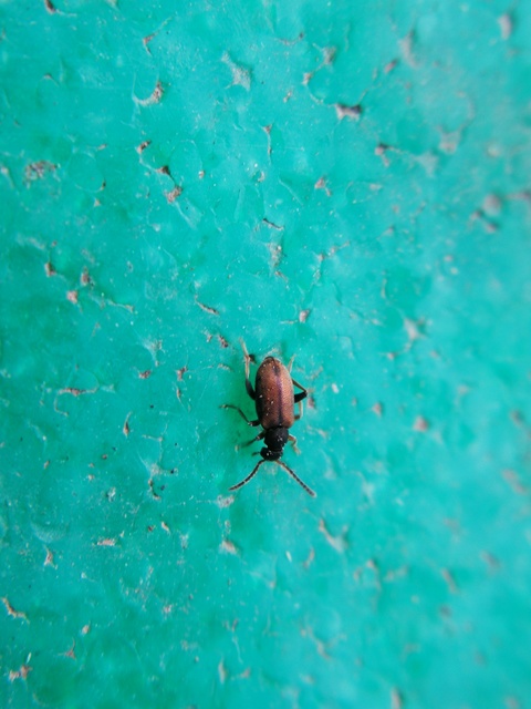 Otolelus pruinosus - deres korhóbogár
