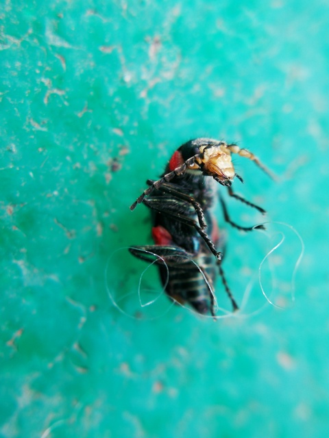 Malachius bipustulatus - kétfoltos bibircsesbogár