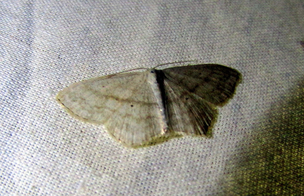 Scopula nigropunctata - feketepettyes araszoló