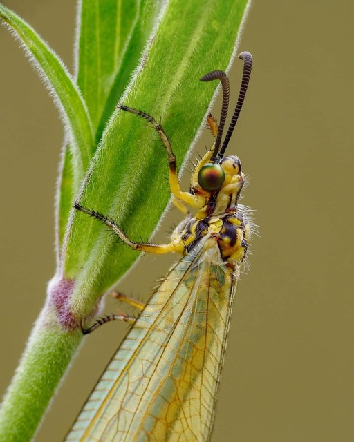 Myrmecaelurus trigrammus - hangyafarkas