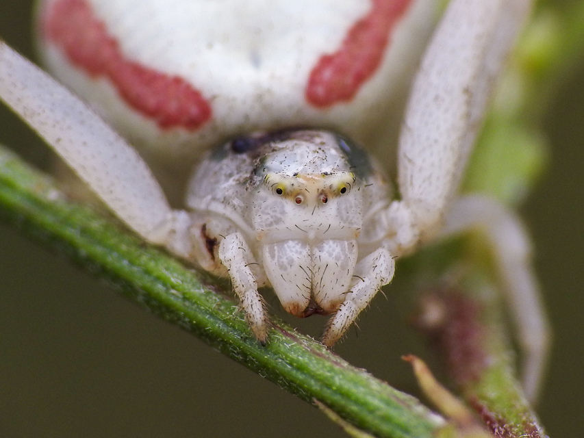 Misumena vatia - viráglakó karolópók