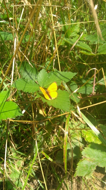 Lycaena virgaureae - arany-tűzlepke