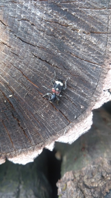 Clerus mutillarius - feketenyakú szúfarkas
