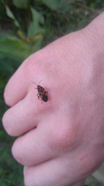 Spilostethus saxatilis - virágbodobács