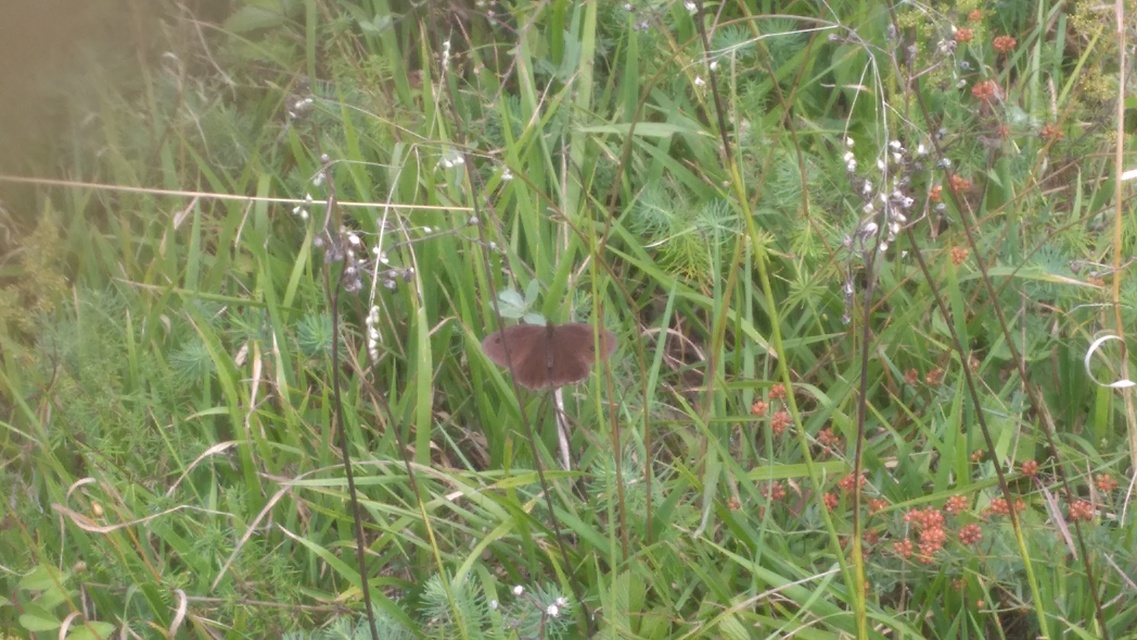 Minois dryas - fekete szemeslepke