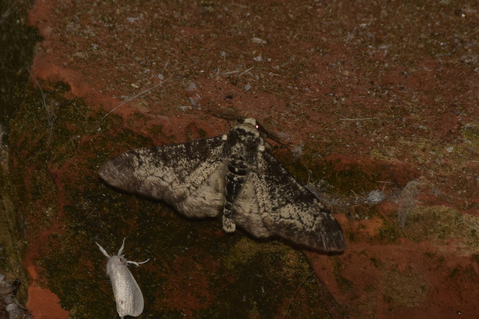 Biston betularia - szürkepettyes araszoló