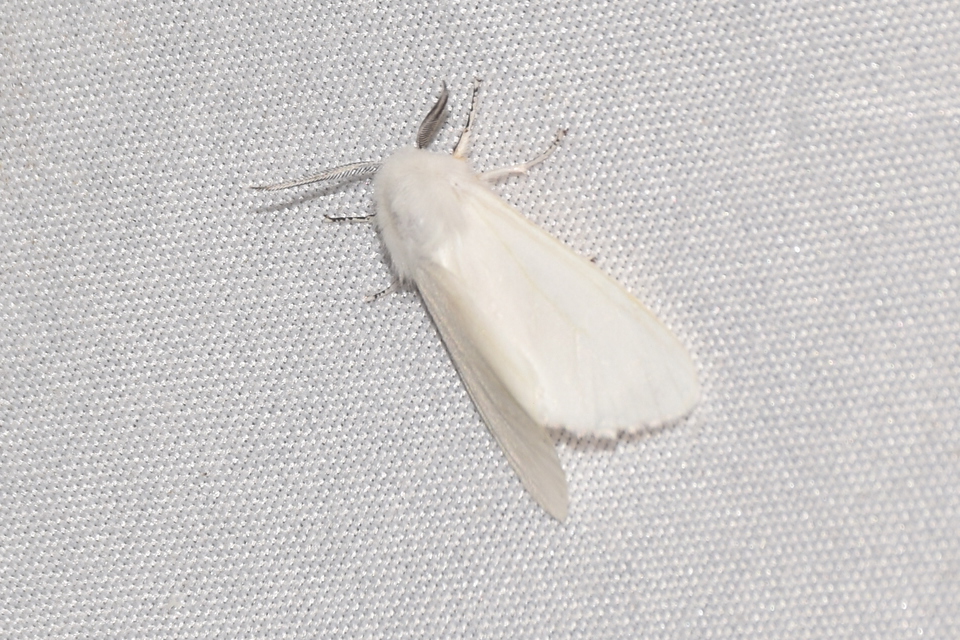 Hyphantria cunea - amerikai fehér medvelepke