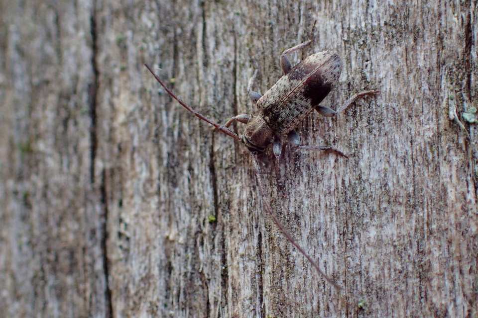 Exocentrus punctipennis - szilfa-rőzsecincér