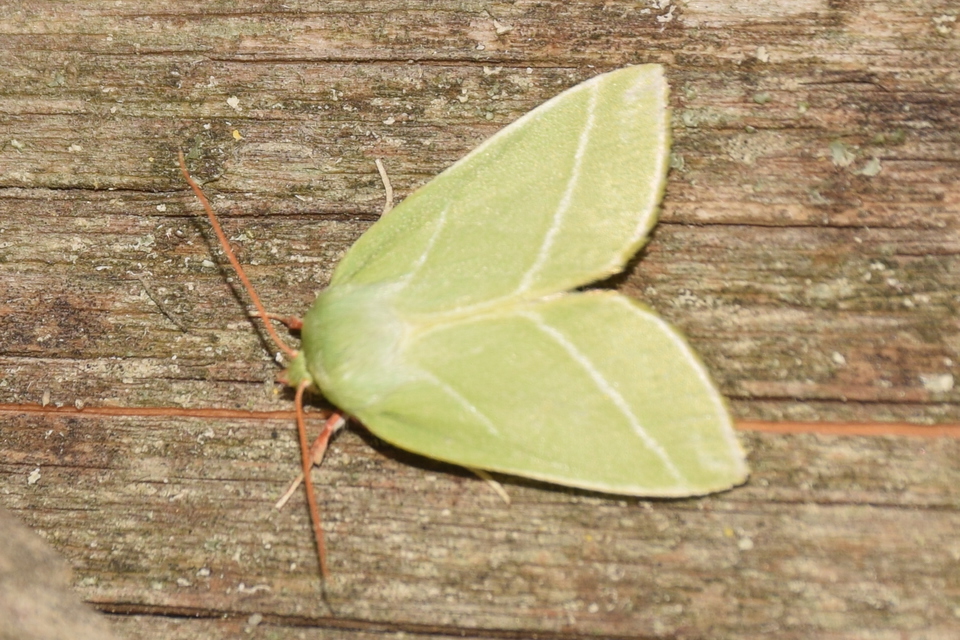 Pseudoips prasinana - bükkfa-zöldbagoly