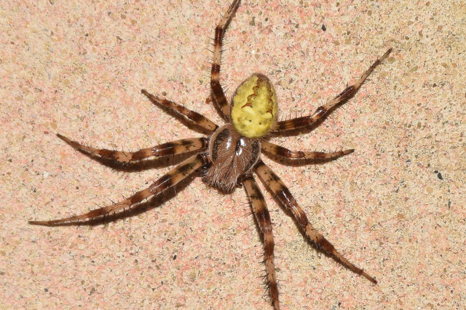 Araneus marmoreus - márványos keresztespók