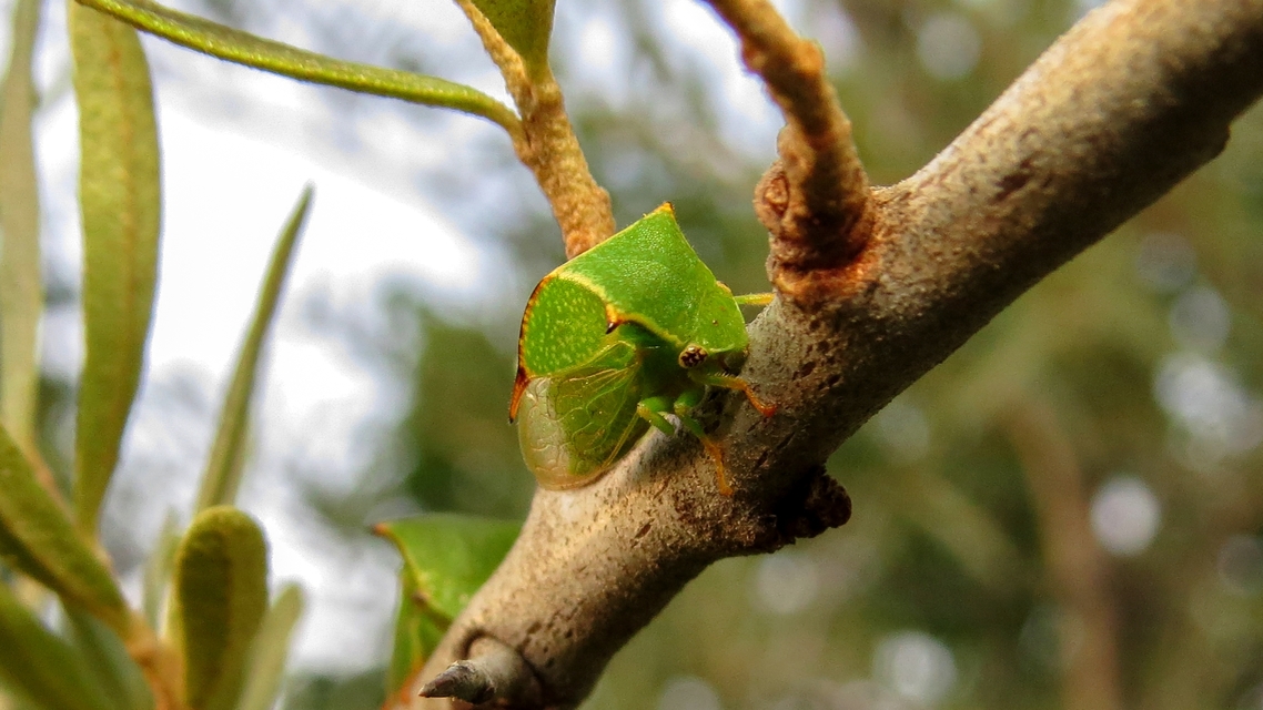 Stictocephala bisonia - bivalykabóca