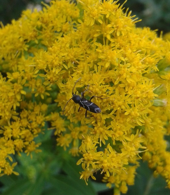 Chlorophorus sartor - feketevállú darázscincér