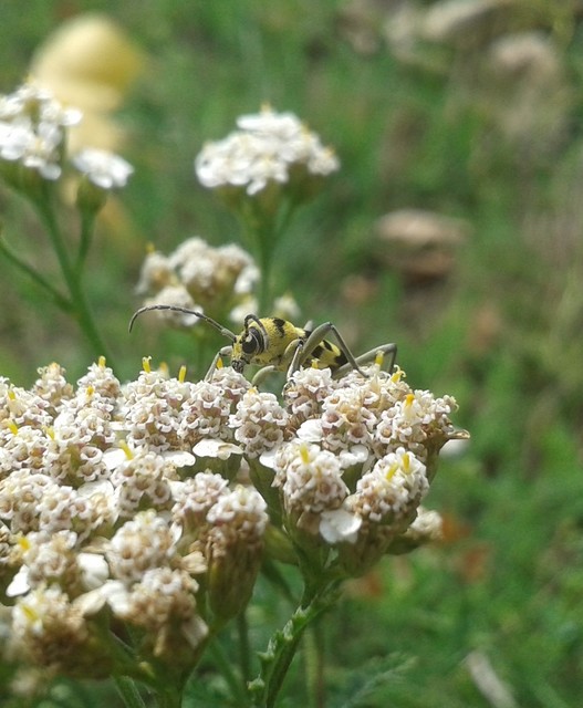 Chlorophorus varius - díszes darázscincér