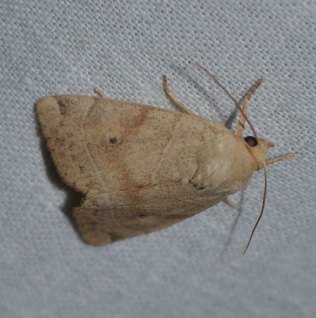 Cosmia trapezina - közönséges lombbagoly