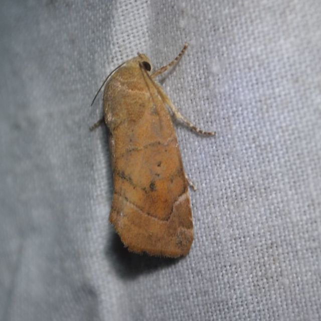 Cosmia affinis - barna lombbagoly