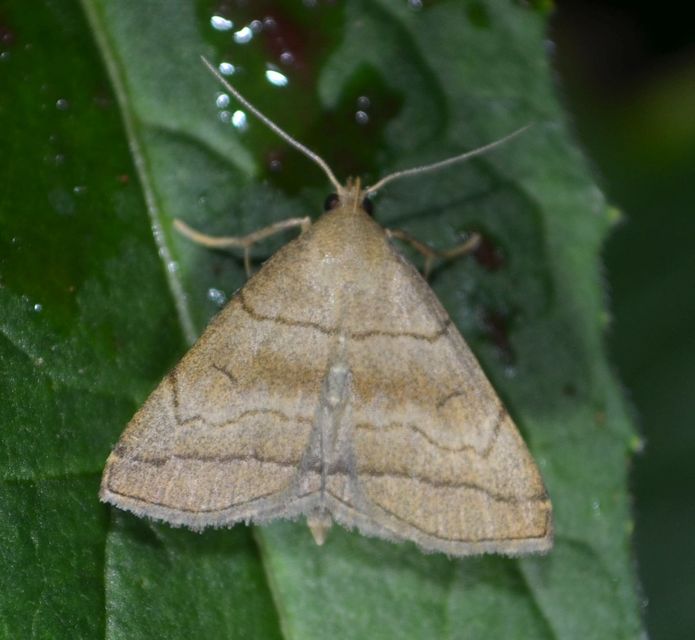 Herminia tarsicrinalis - szőröslábú karcsúbagoly