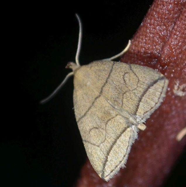 Herminia grisealis - ligeti karcsúbagoly