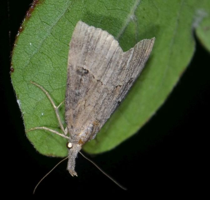 Hypena rostralis - közönséges karcsúbagoly