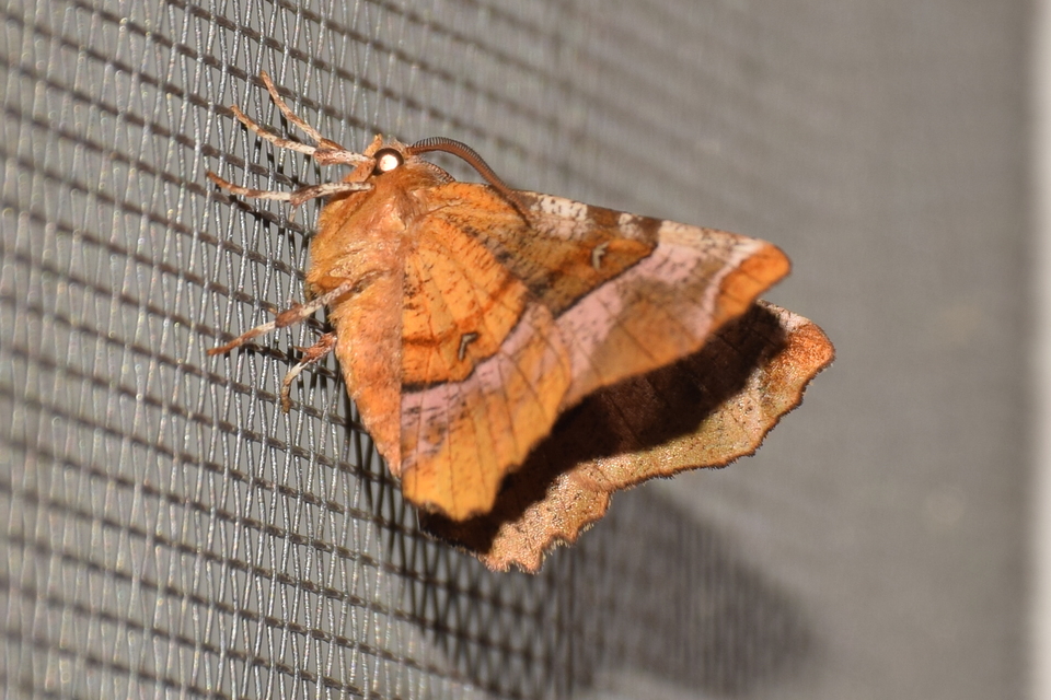 Selenia tetralunaria - négyfoltos holdasaraszoló