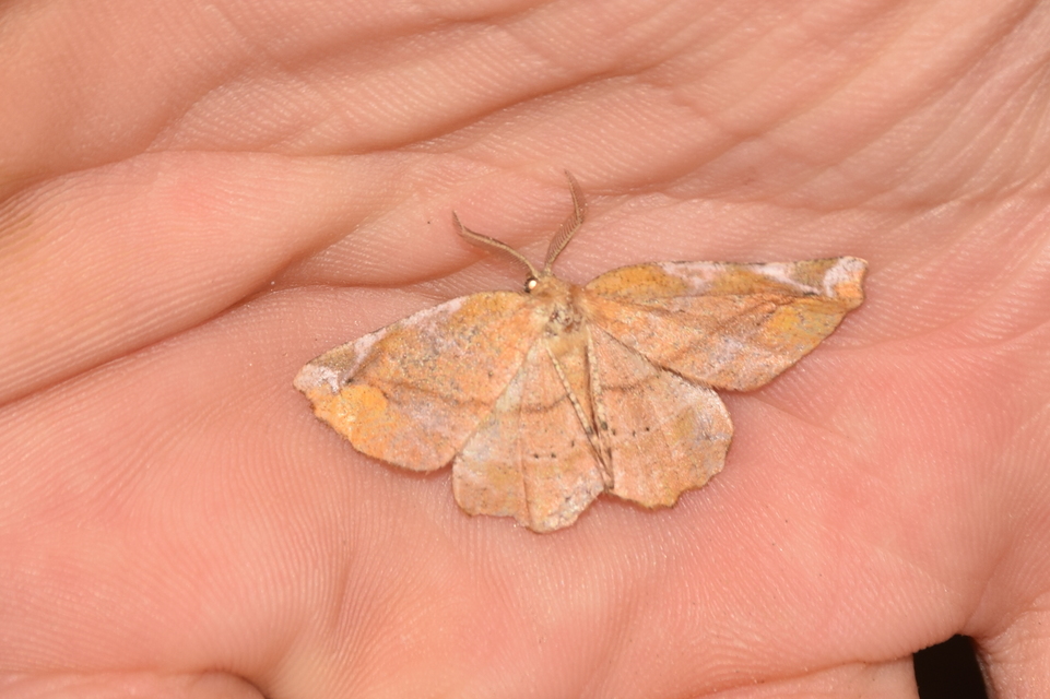 Apeira syringaria - orgona-araszoló