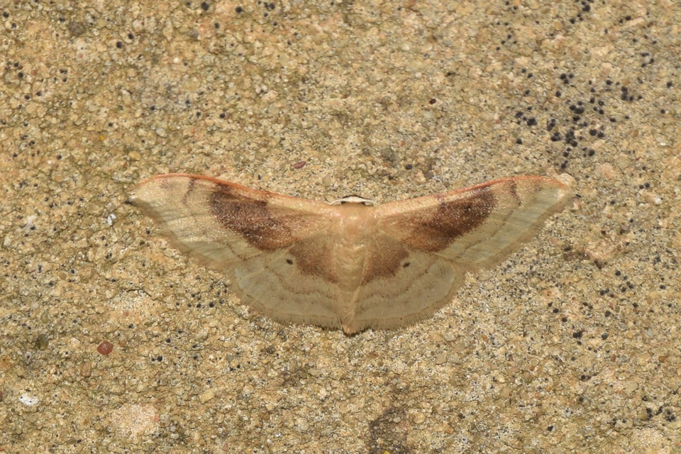 Idaea degeneraria - barnasávos araszoló