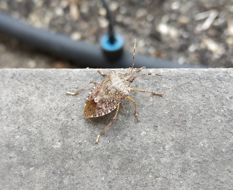 Halyomorpha halys - ázsiai márványospoloska