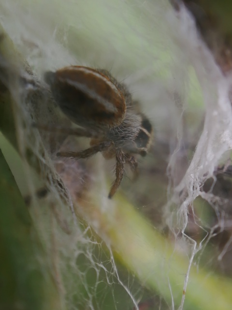Philaeus chrysops - piros ugrópók
