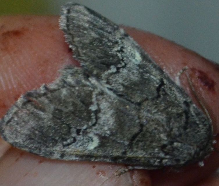 Drymonia querna - tölgyfa-púposszövő