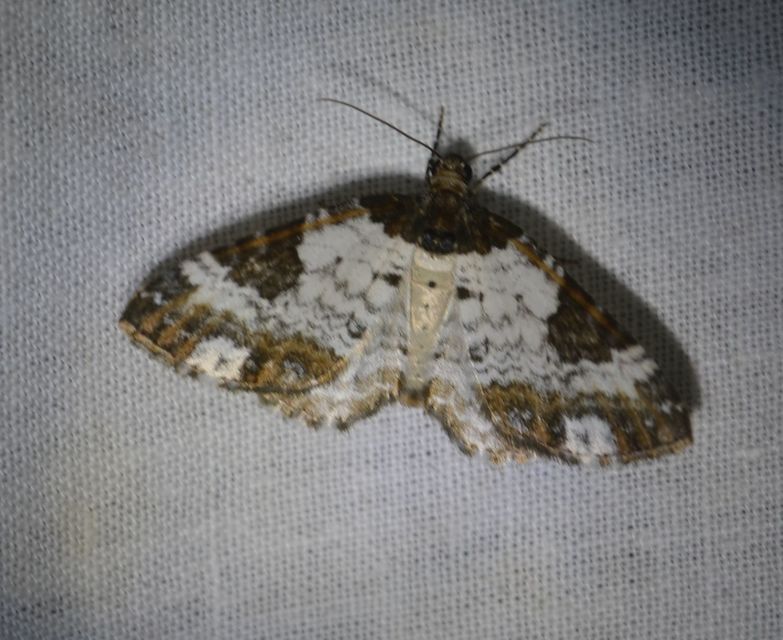 Melanthia procellata - hullámos tarkaaraszoló