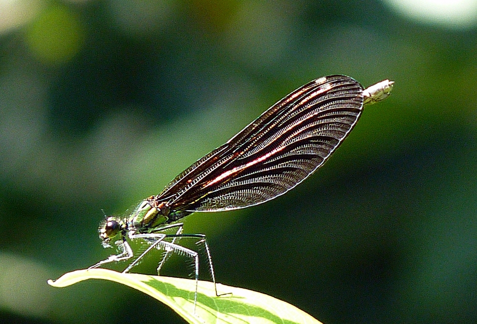Calopteryx virgo - kisasszony-szitakötő