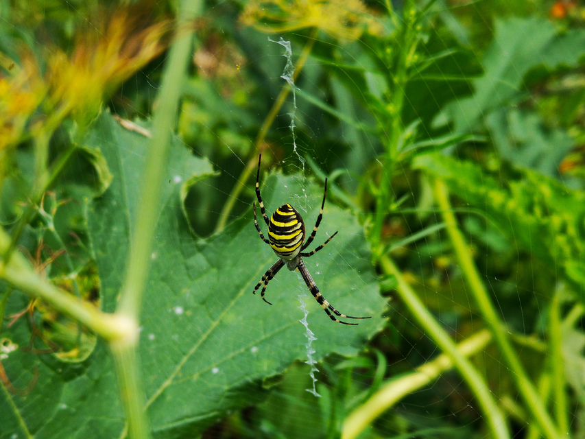 Argiope bruennichi - darázspók