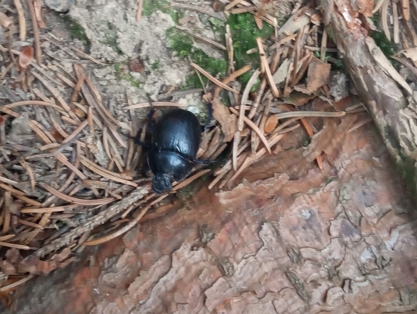 Anoplotrupes stercorosus - erdei álganéjtúró