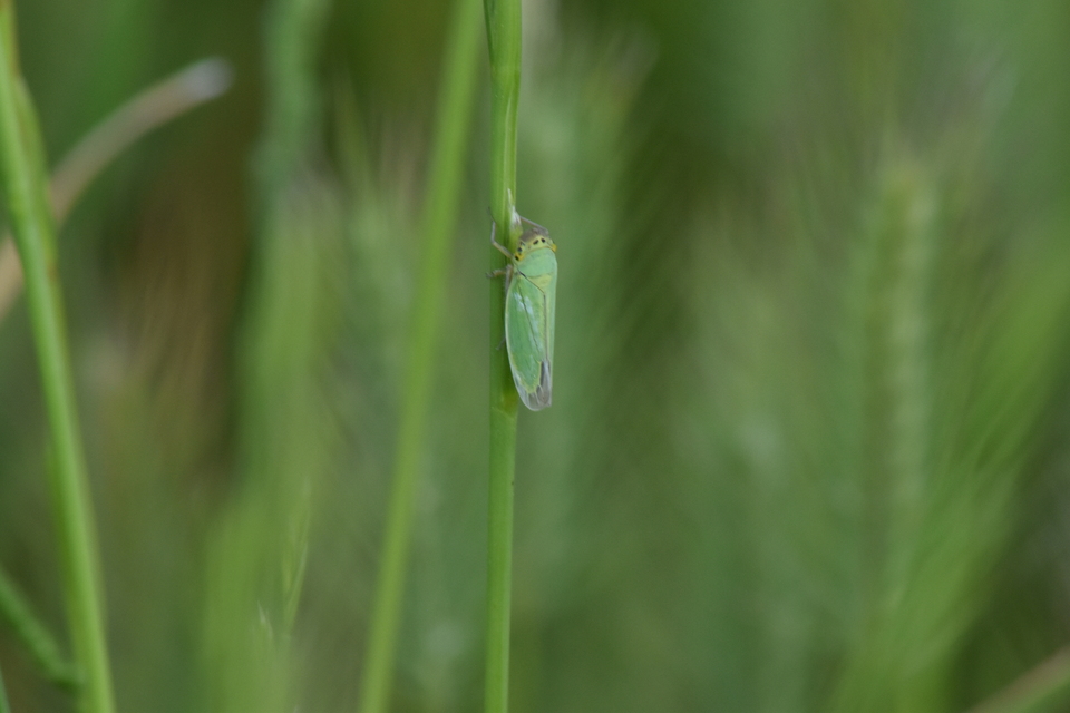 Cicadella viridis - méregzöld kabóca