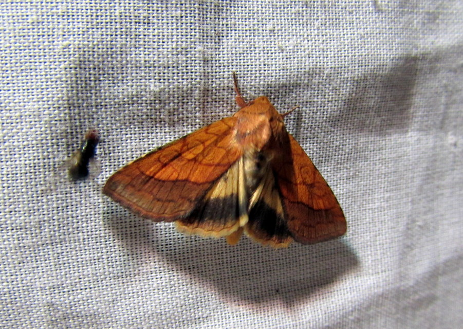 Pyrrhia umbra - iglicebagoly