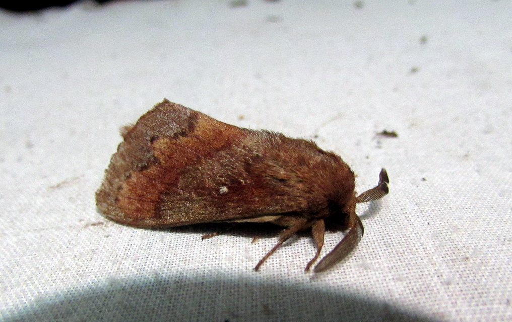 Dendrolimus pini - fenyőpohók