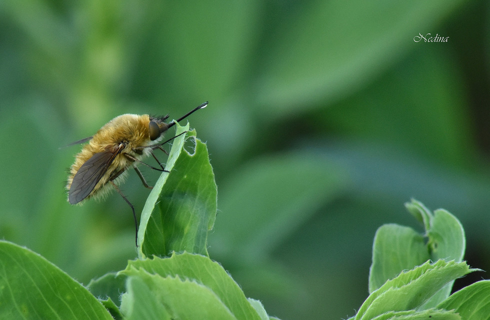 Bombyliinae