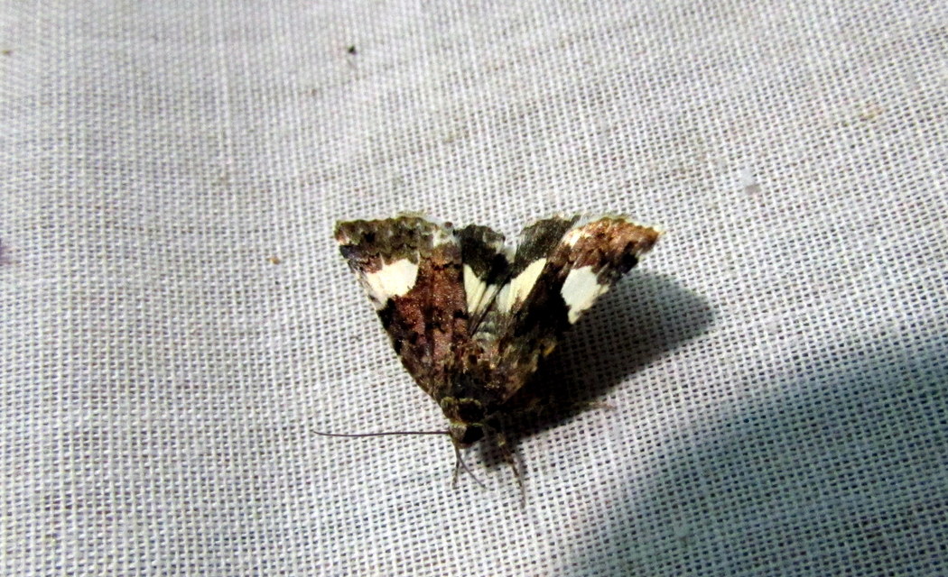 Tyta luctuosa - fekete nappalibagoly