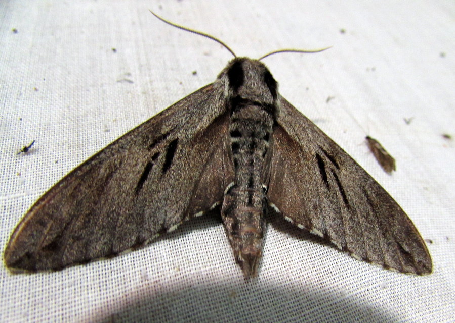 Hyloicus pinastri - fenyőszender